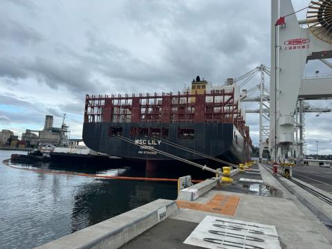 MSC Lily