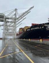 MSC Brunella