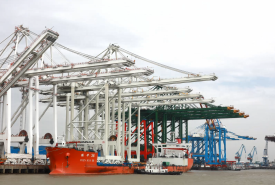 Zhen Hua 36