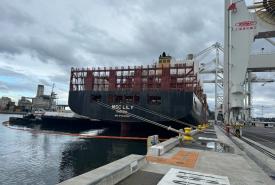 MSC Lily